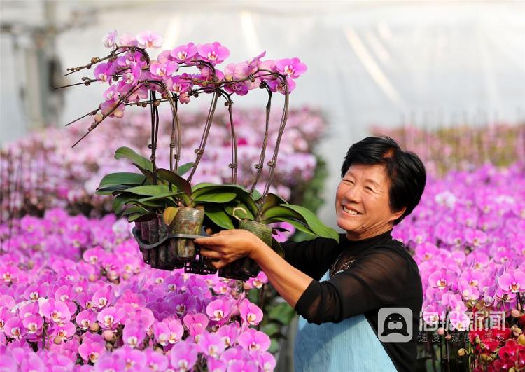 山东多地年味渐浓花正艳 市场产销两旺