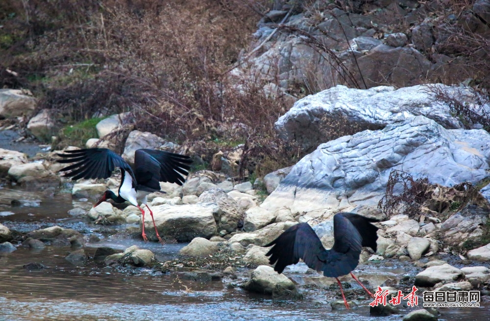 稀客！“鳥中大熊貓”黑鸛現身隴南兩當縣_fororder_4