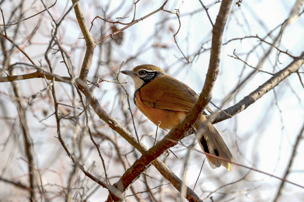 宁夏又添一鸟类新记录——黑领噪鹛