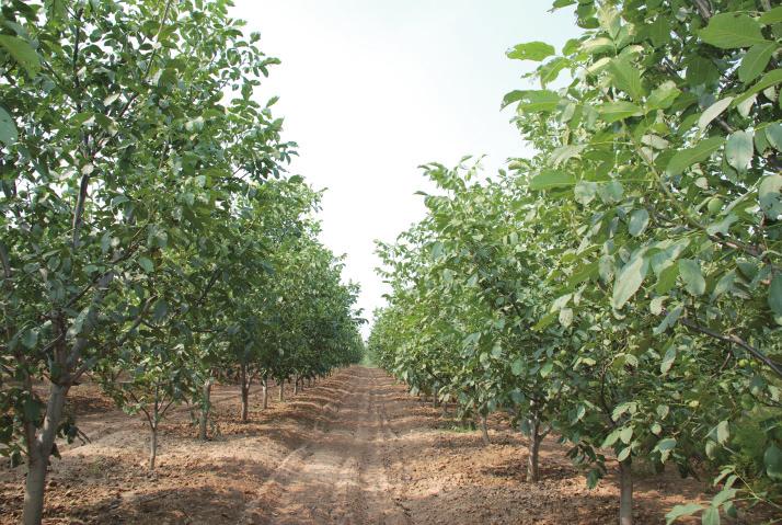 图片默认标题_fororder_核桃