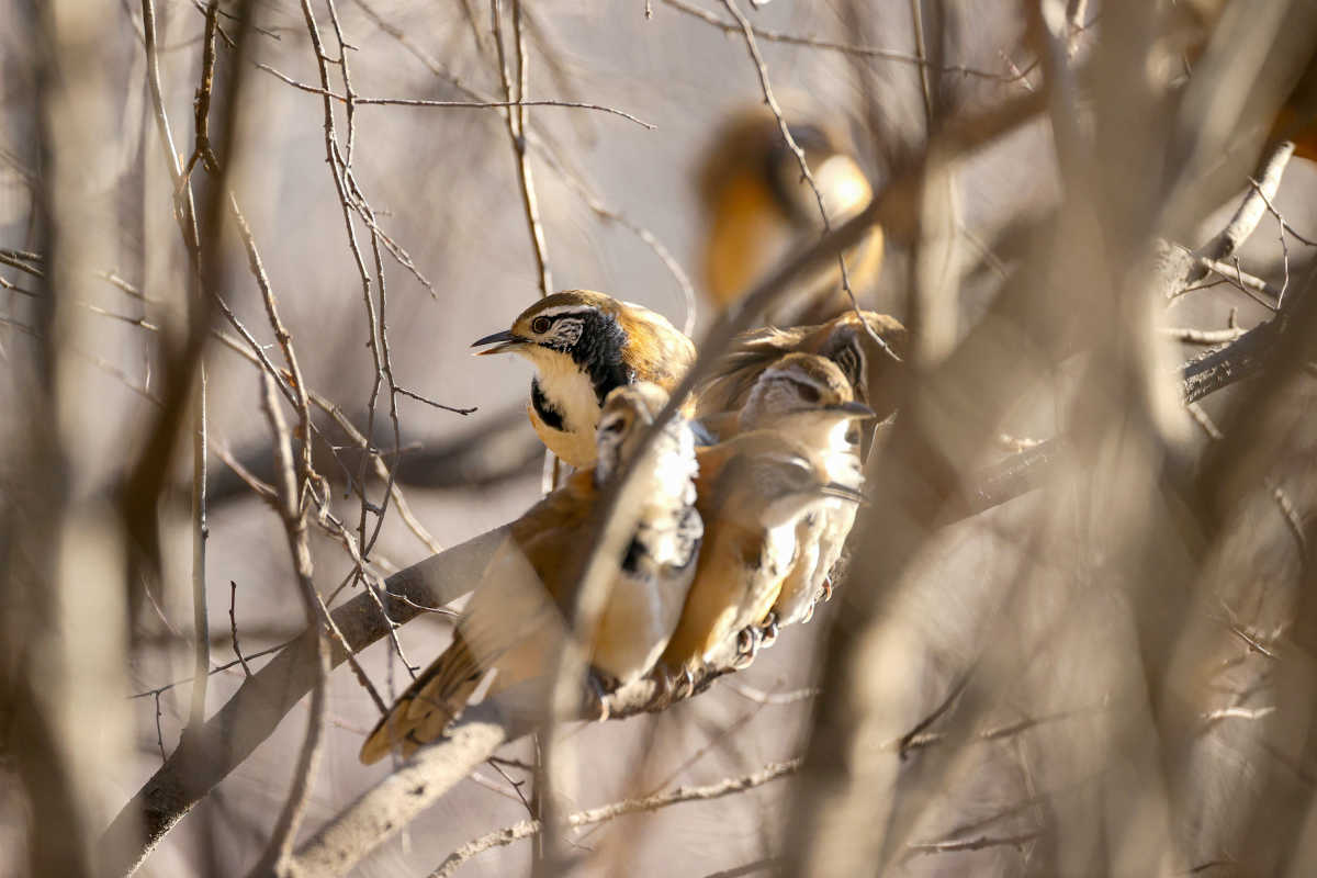 宁夏又添一鸟类新记录——黑领噪鹛