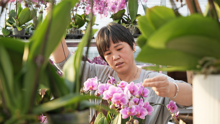 河北涿州：十万株蝴蝶兰灵动醉人  为节日添喜庆_fororder_1月8日下午，在华乐种苗有限公司涿州生产基地蝴蝶兰生产大棚里，工人们专心地插盆造型。李硕 摄