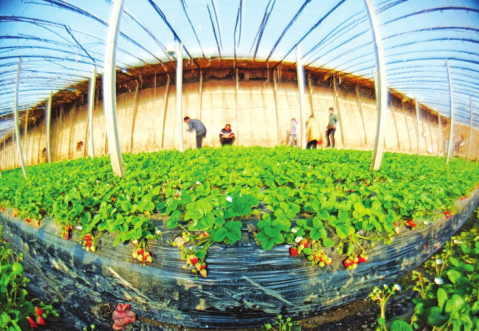 游客在新绛县“鱼菜共生”温室大棚种养基地采摘草莓_fororder_c3a4301e20e296a0187f716f1f6da827