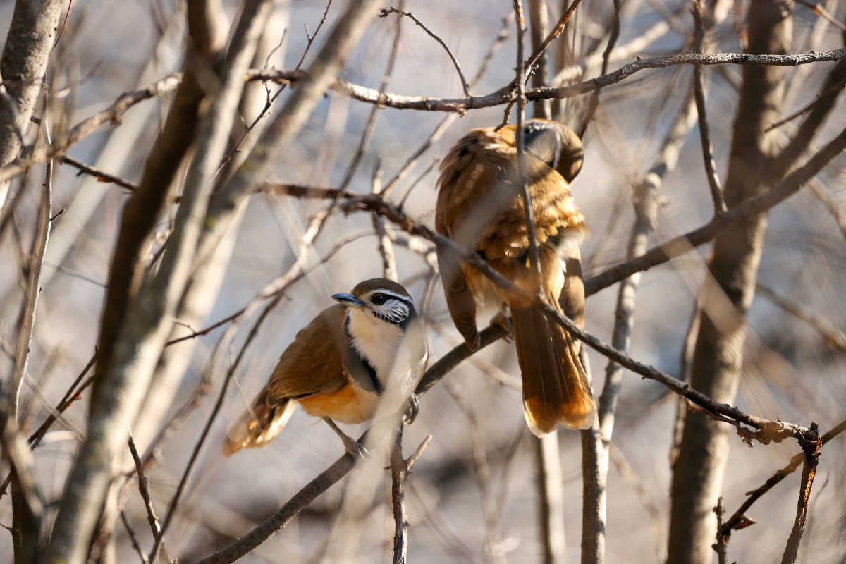 宁夏又添一鸟类新记录——黑领噪鹛