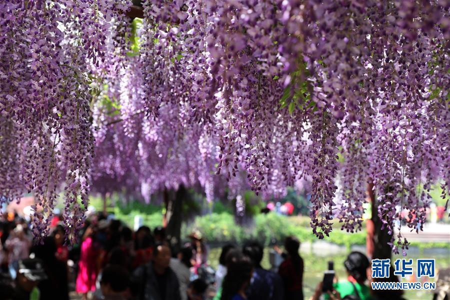 上海：紫藤花开