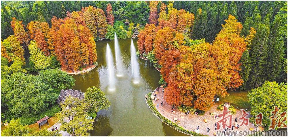广州各大公园进入全年最佳观赏期_fororder_广州公园