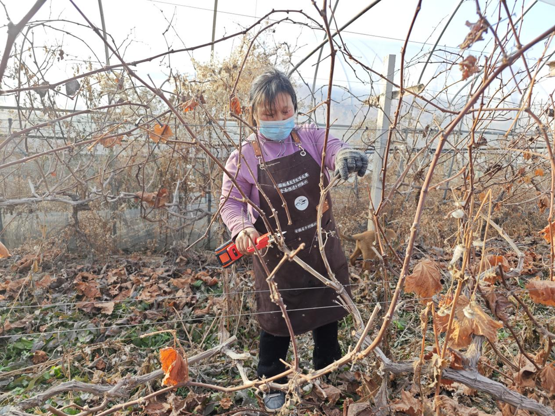 蚌埠市五河县头铺镇：冬季葡萄修剪忙 助农增收有保障_fororder_图片2