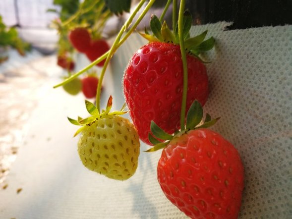 【龍江要聞】【移動版（列表）】帶孩子免費採草莓 "我在龍江有畝田"邀您一同選菜棚