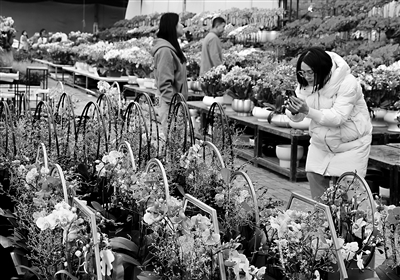 西安花卉市场“春意浓”_fororder_微信图片_20240112090953