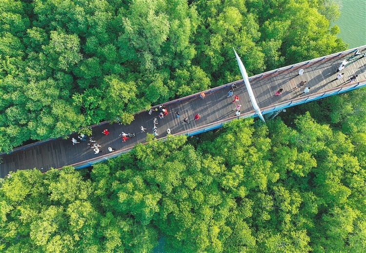 三亚白鹭公园：漫步公园满眼绿_fororder_6176221_hnrbtp1_1704984443435_s