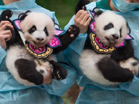 澳門大熊貓雙胞胎“健健”“康康”過“百天”