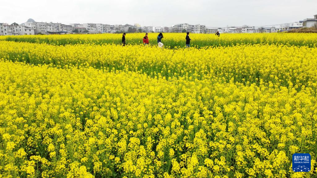 贵州、广西、云南、湖南等地油菜花开春意浓_fororder_20240217d2a5caf90fed4c039ec89e28d8ae8382_20240217df9b61d5b8314489a4b3dbd81139aaf8