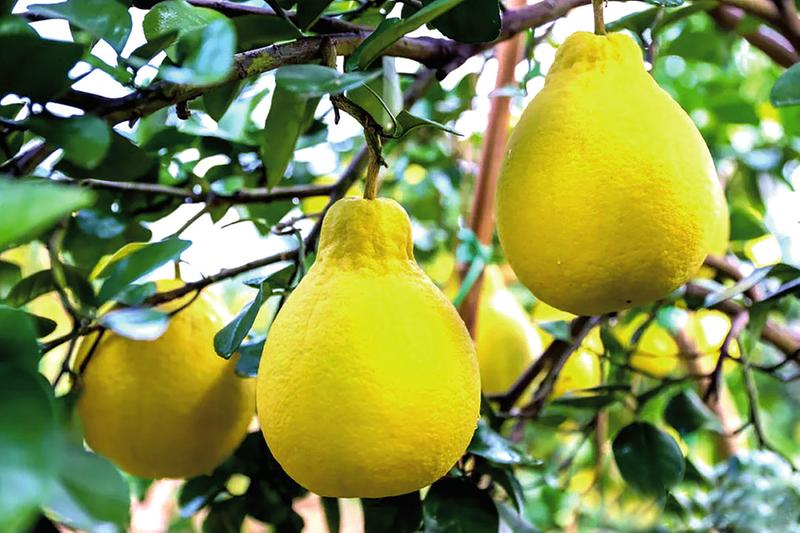 夏威夷果、蓝莓、挂霜蜜柚……广西特产被网友“挖”出来