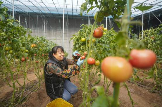 河北黄骅：大棚种植蹚出增收新路_fororder_河北黄骅：大棚种植蹚出增收新路(4)874