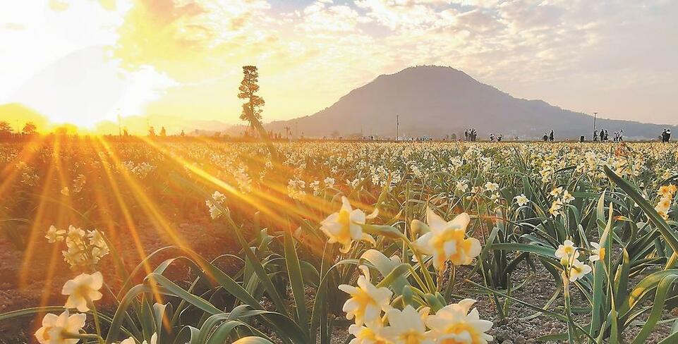 1月13日,游客在漳州水仙花海赏花.