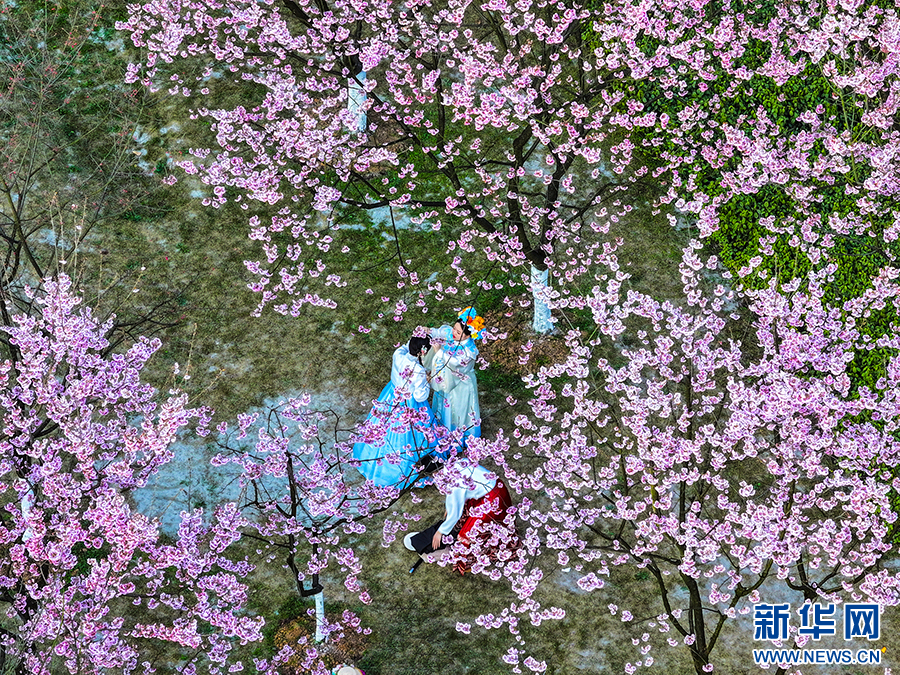 重庆南山：赏花正当时