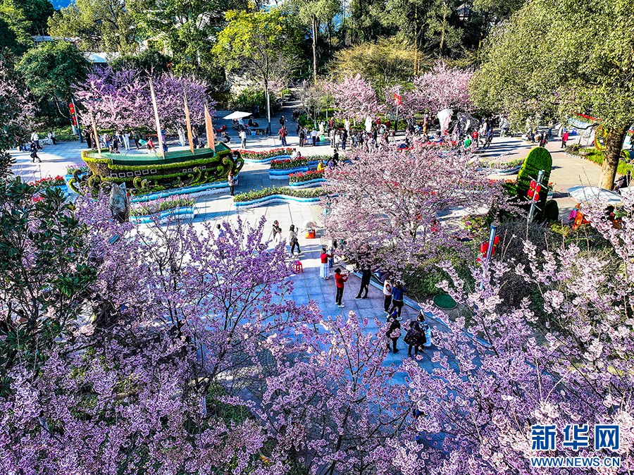 重庆南山：赏花正当时