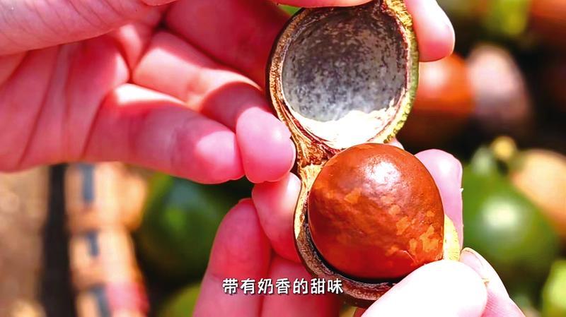 夏威夷果、蓝莓、挂霜蜜柚……广西特产被网友“挖”出来