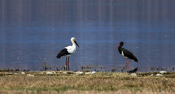 国家一级保护鸟类东方白鹳和黑鹳在凉山冕宁过年_fororder_4Y2A2931_1