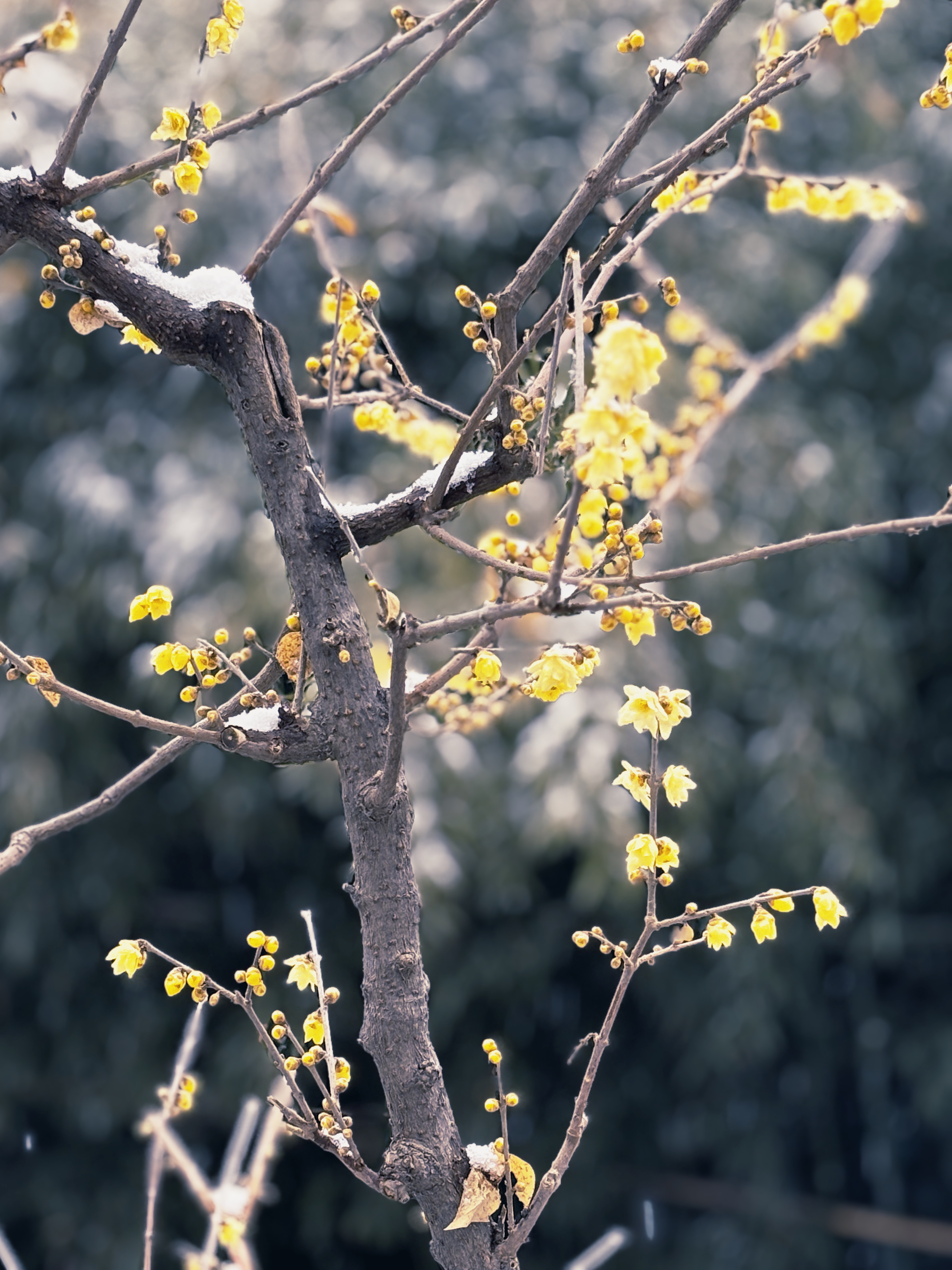 【镜观陕西】西安雪景上线 每一帧都想收藏_fororder_微信图片_20240115170833