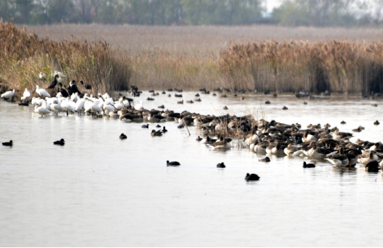 河湖长制成长制 人水和谐谱新篇——沧州渤海新区黄骅市南大港产业园区推进水生态文明建设_fororder_碧波映美景 人水共和谐（2.20）377