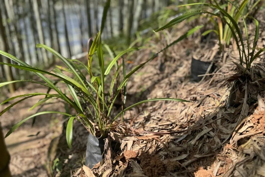 新春走基层｜唱响不负绿水青山的“长汀之歌”