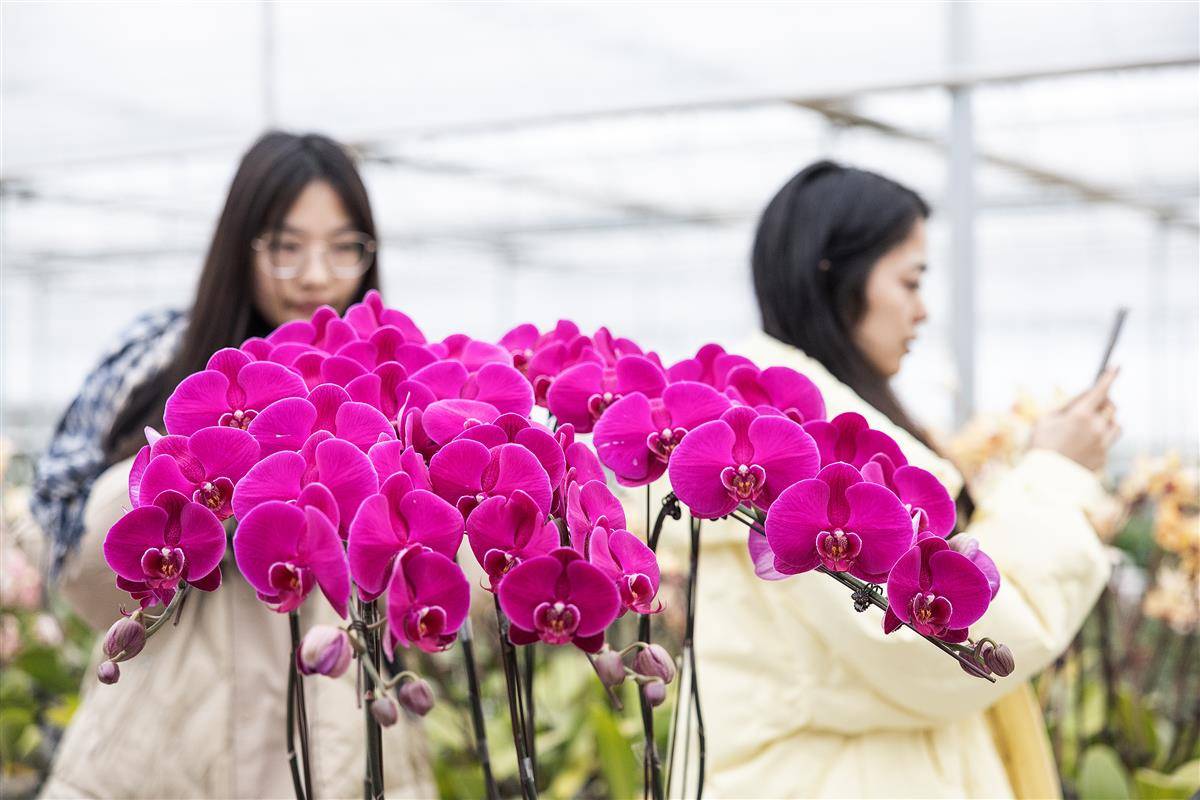 湖北省农科院向公众开放花卉科研基地