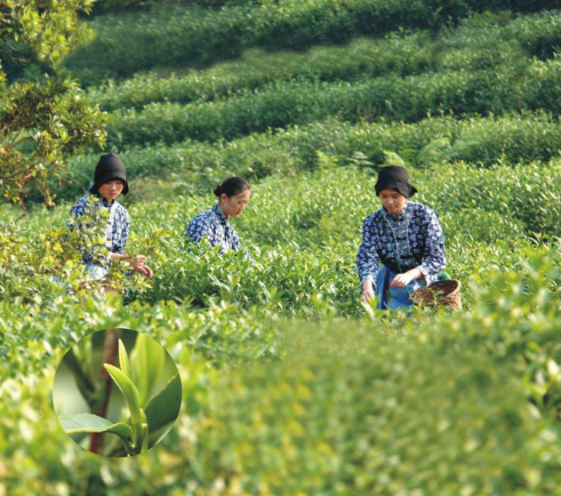 江蘇制定全國首個茶葉碳足跡標識認證技術規範
