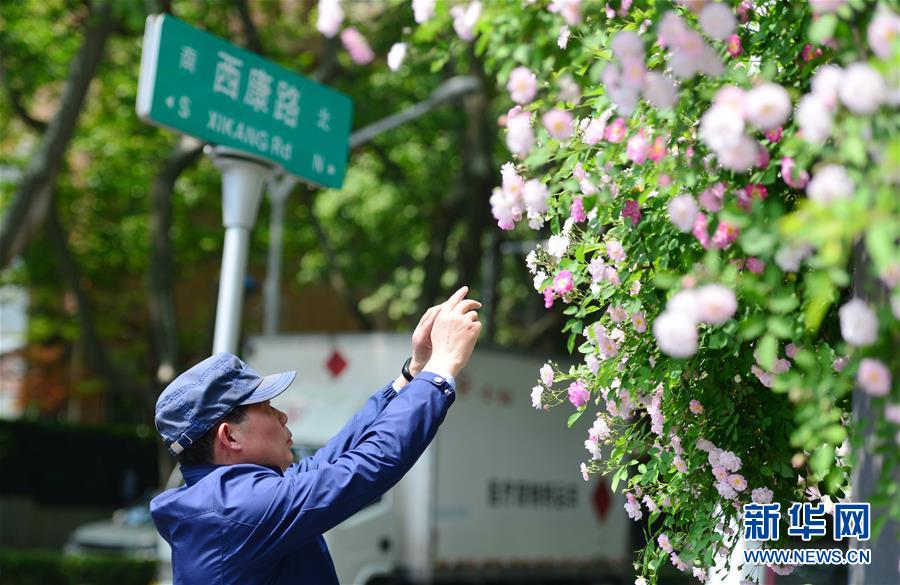 南京街头蔷薇香