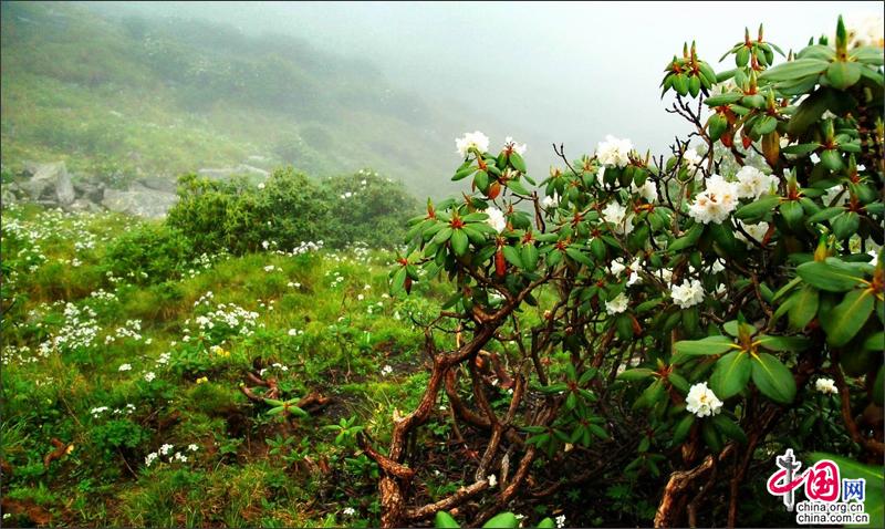 探密川西最神奇而美丽的植物王国—达古冰山！