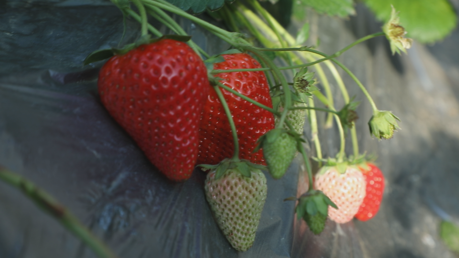 图片默认标题_fororder_大棚内长势喜人的草莓 摄影 谭伟