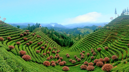首单200吨  湖南桂东茶产业喜迎“开门红”