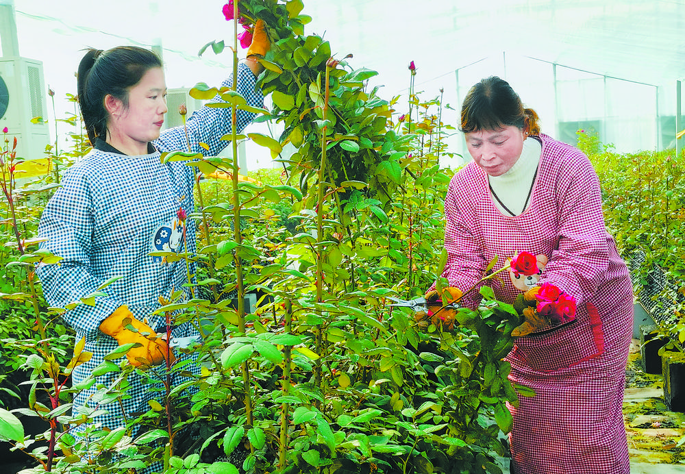 山东菏泽：鲜花竞相盛开 催生 “美丽经济”_fororder_9eaa004c-abf5-439a-8e97-4170fe948a5b.tif