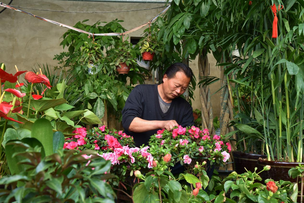河北海興:鮮花經濟“助農增收”_fororder_圖片3