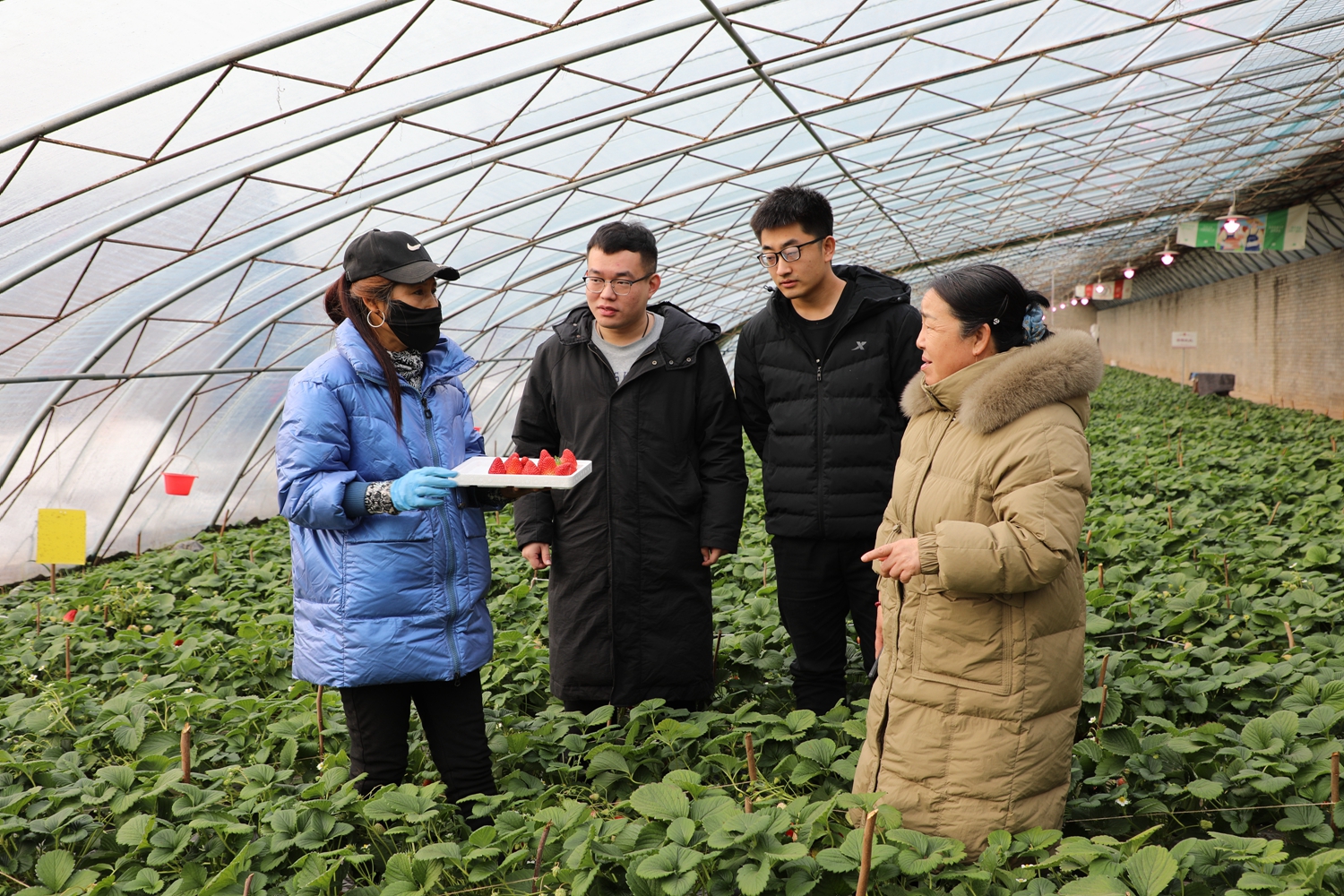 图片默认标题_fororder_大棚内农技专家与莓农交流 摄影 南双双