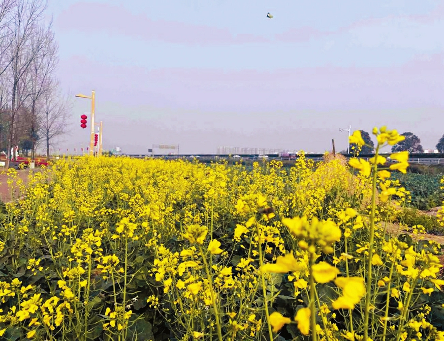 （转载）成都天府绿道旁的“繁花”开了 农业专家揭秘油菜花提前绽放原因