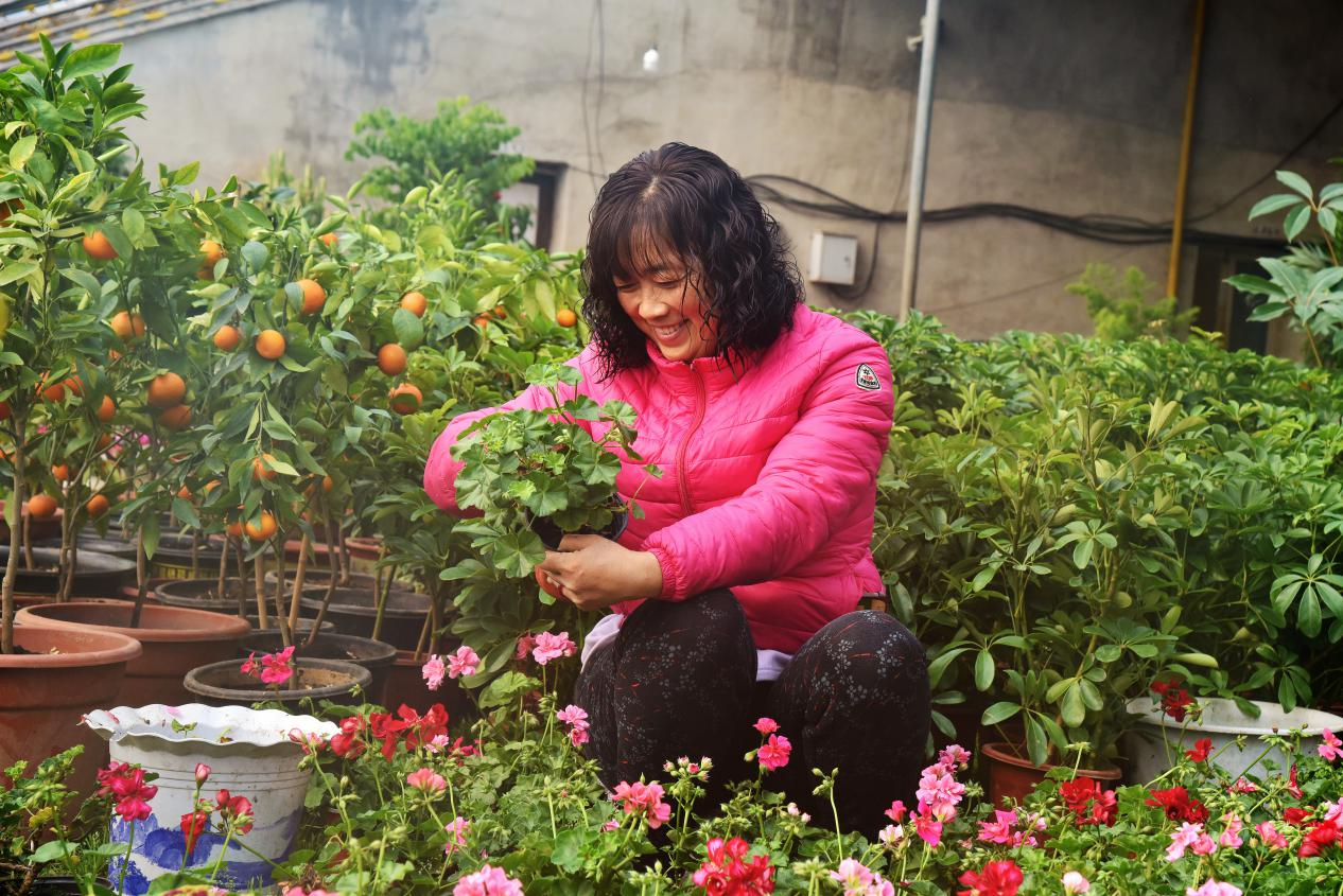 河北海興:鮮花經濟“助農增收”_fororder_圖片2