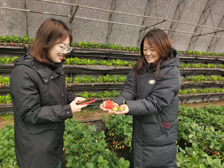 保定徐水：“小缆车”开进草莓棚 “金扁担”挑来好日子_fororder_游人采摘拍照，惬意悠然。刘柯旋摄