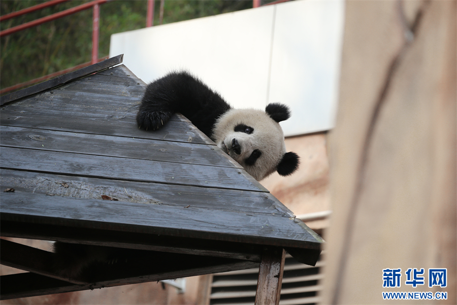 重庆永川乐和乐都四只大熊猫正式与游客见面