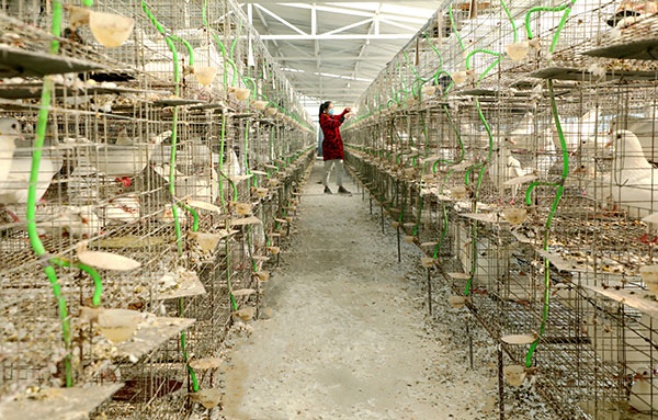 共同分红22万元 眉山仁寿抱团发展特色产业_fororder_养殖户正在饲喂鸽子--供图-仁寿宣传部