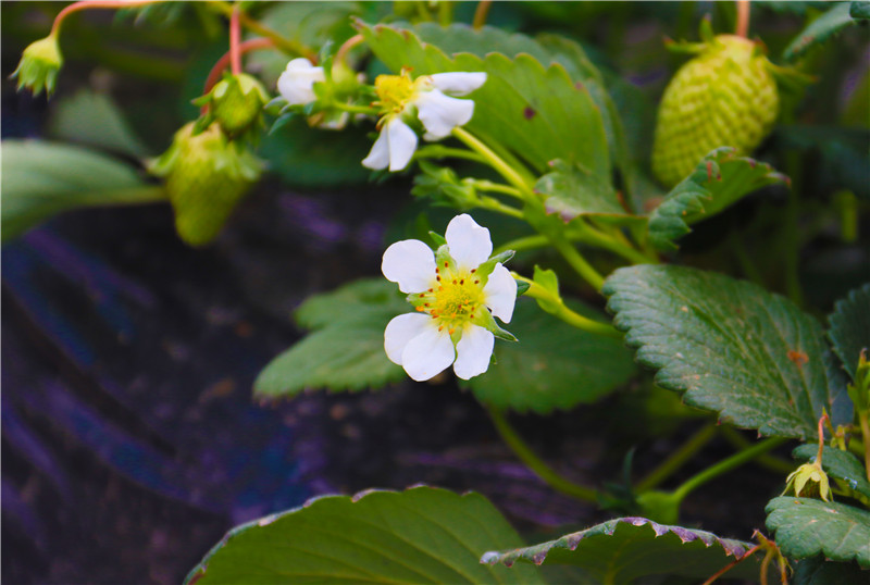 河南南阳：大寒到 农事忙_fororder_草莓花.JPG