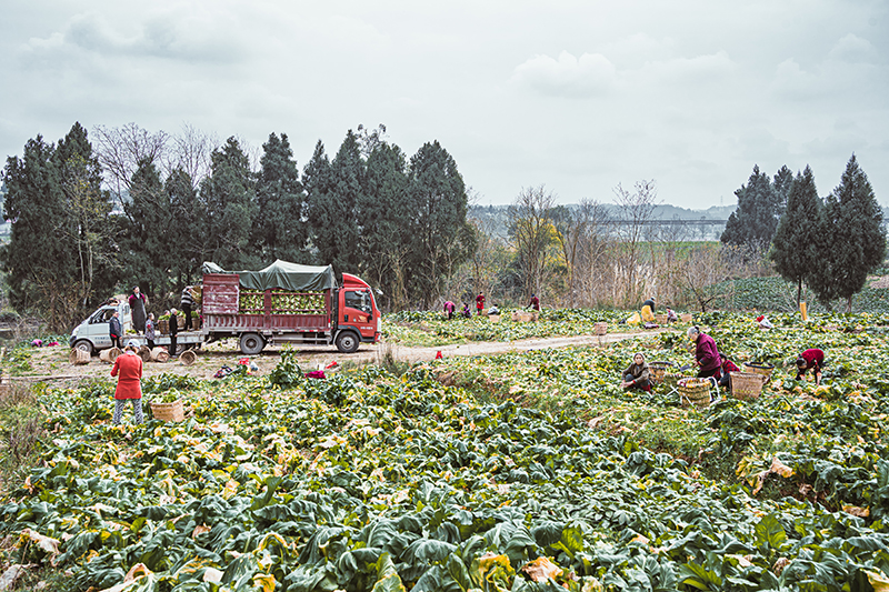 图集｜资阳安岳：冬季蔬菜喜丰收 田间地头采收忙_fororder_微信图片_20240119114440