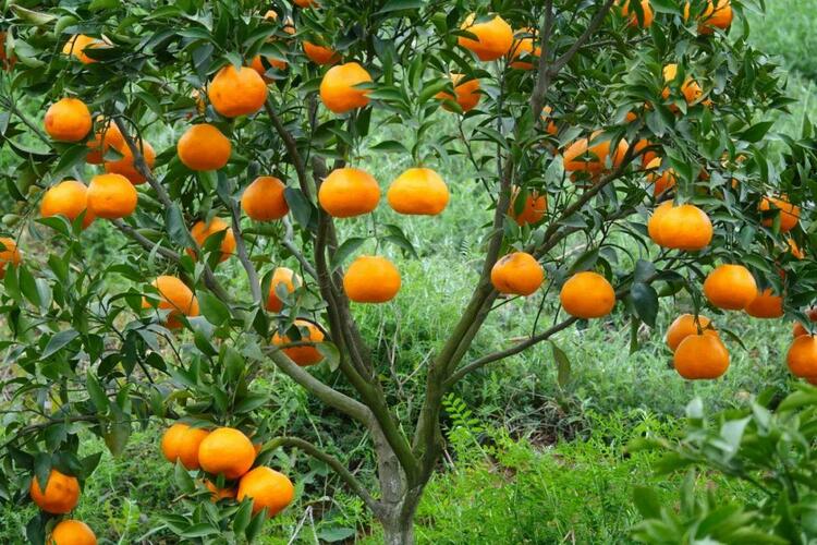 （转载）冬尽春将至，蓉城年味浓丨数实相融合，消费正火热