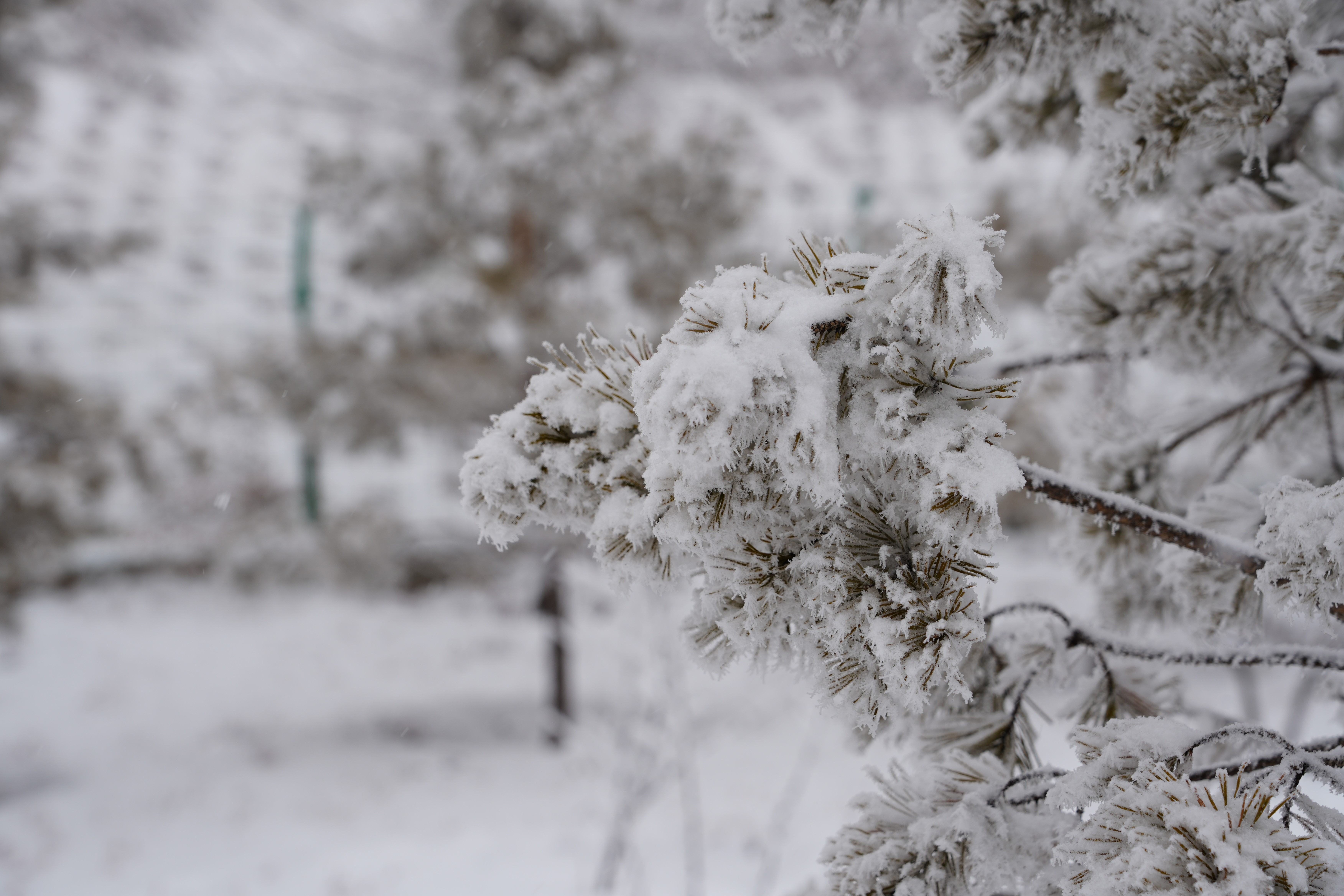 内蒙古准格尔旗： 北疆纷飞雪_fororder_444