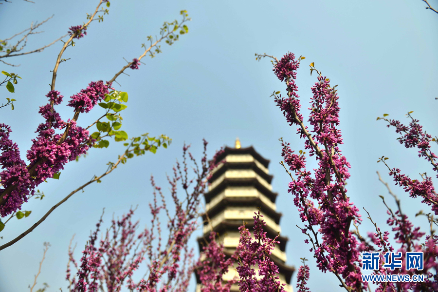 天津：百花爭艷 春滿寧園