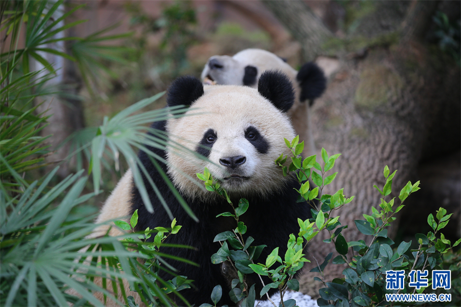重庆永川乐和乐都四只大熊猫正式与游客见面