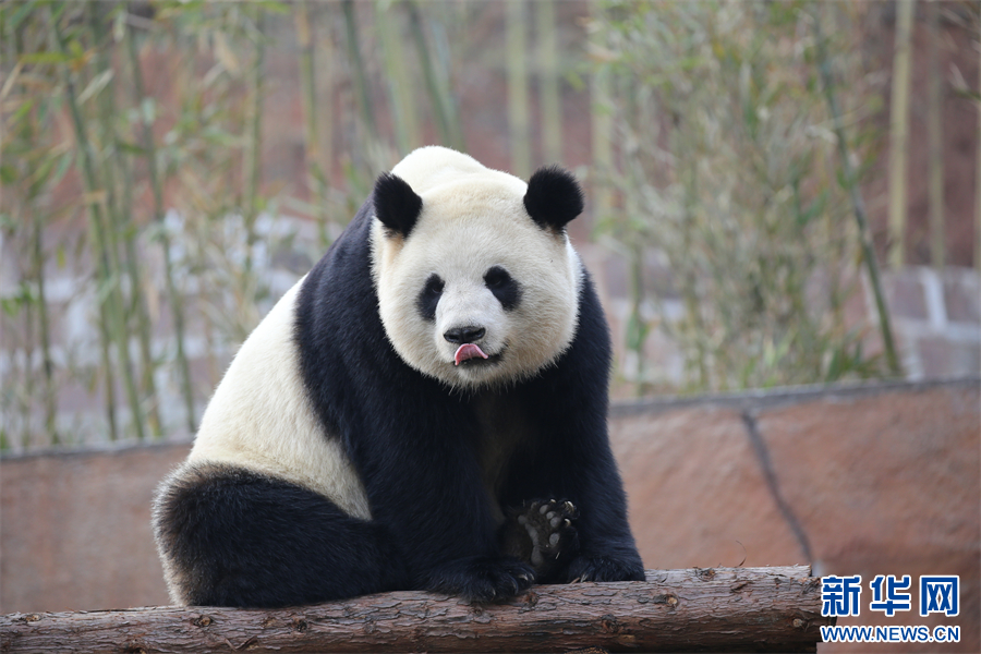 重庆永川乐和乐都四只大熊猫正式与游客见面