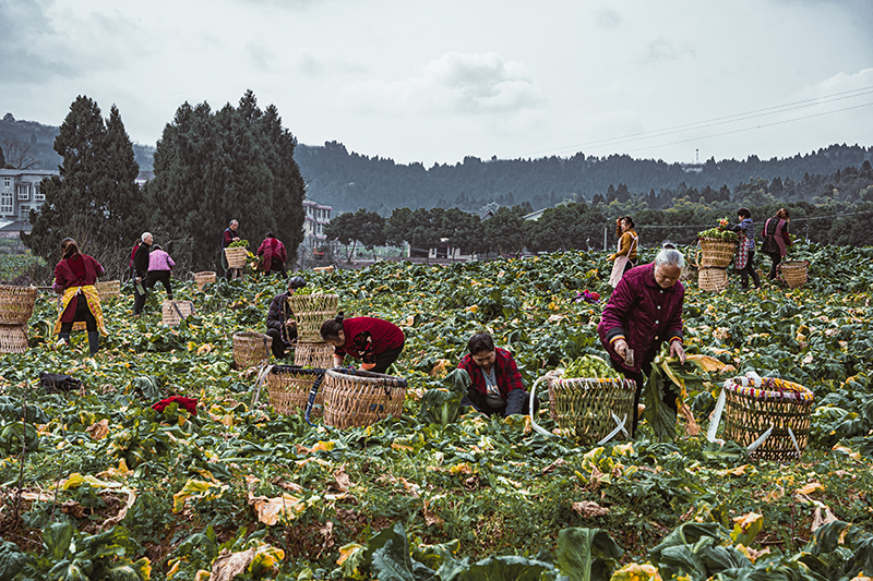 图集｜资阳安岳：冬季蔬菜喜丰收 田间地头采收忙_fororder_微信图片_20240119114516