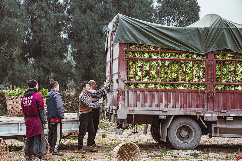 图集｜资阳安岳：冬季蔬菜喜丰收 田间地头采收忙_fororder_微信图片_20240119114427