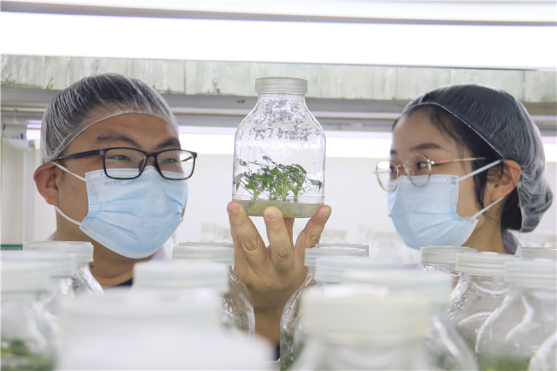 河南南阳：大寒到 农事忙_fororder_科研人员查看甘薯脱毒组织培养情况.JPG